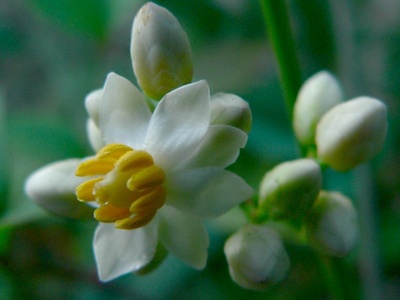 Heavenly Bamboo