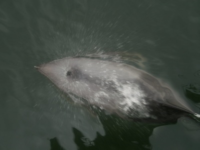 Heaviside's dolphin