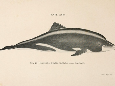 Heaviside's Dolphin