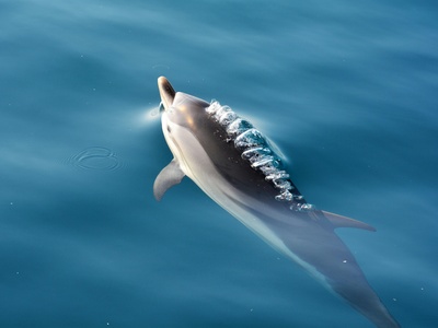 Hector's dolphin