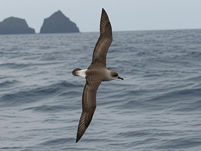 Heinroth's Shearwater