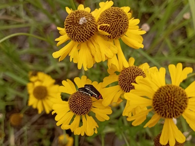 Helenium