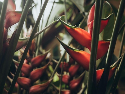 Heliconia (Lobster claw)