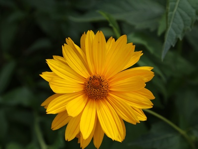 Heliopsis