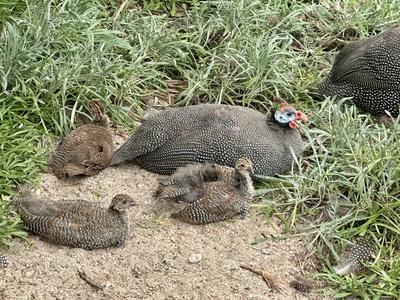 Helmeted guineafowl