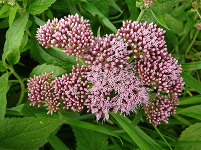 Hemp-agrimony