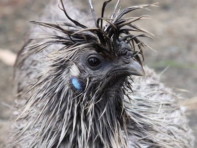 Hen
