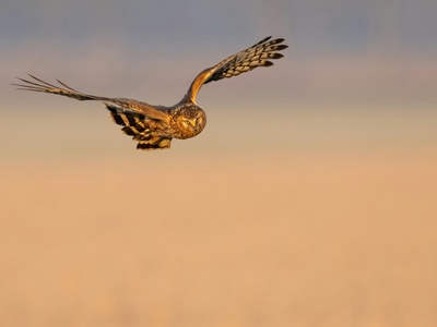 Hen Harrier