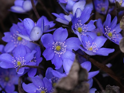 Hepatica