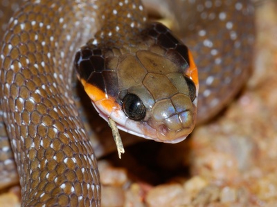 Herald Snake