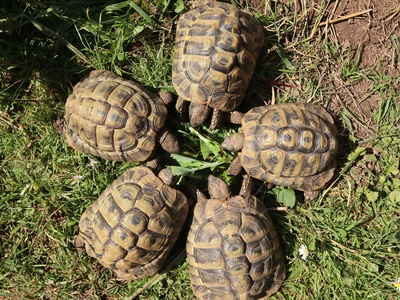 Hermann's Tortoise