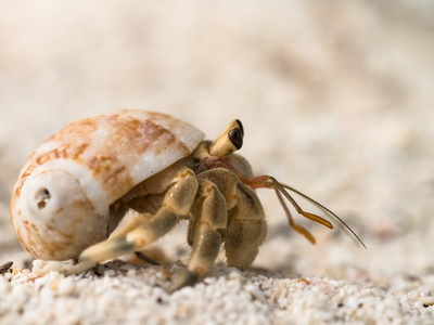 Hermit Crab