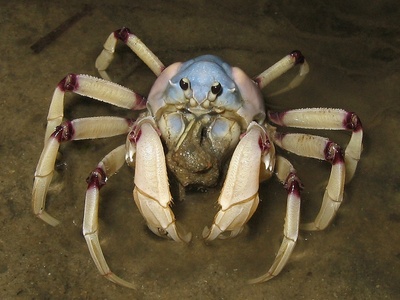Hermit crab (Caribbean)