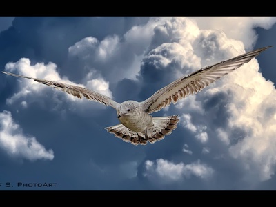 Herring Gull