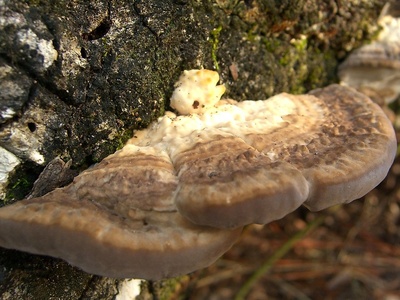 Heterobasidion root rot