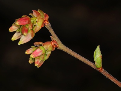 Highbush Blueberry