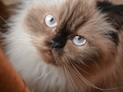 Himalayan
