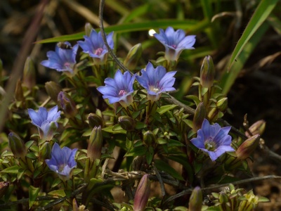 Himalayan Gentian