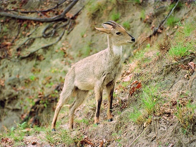 Himalayan goral