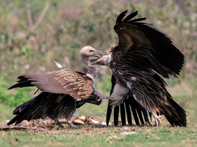 Himalayan griffon