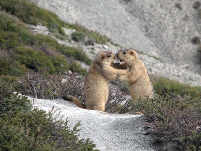 Himalayan marmot