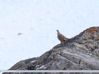Himalayan snowcock