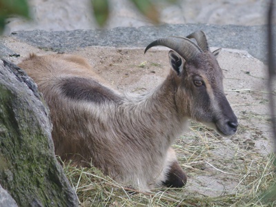 Himalayan tahr