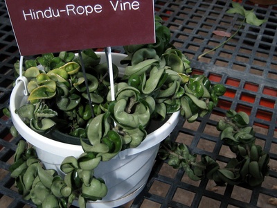 Hindu Rope Hoya