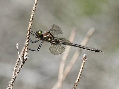 Hine's Emerald Dragonfly