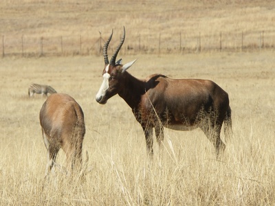 Hirola