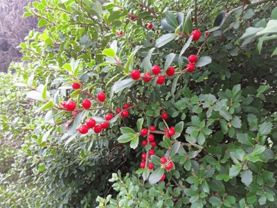 Hispaniolan Holly