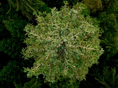 Hispaniolan Juniper