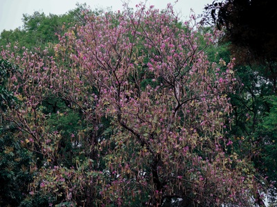 Hispaniolan Rosy Trumpet Tree