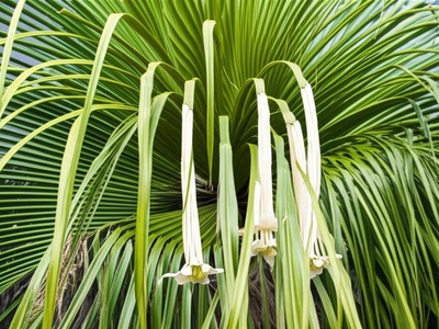 Hispaniolan Screwpine