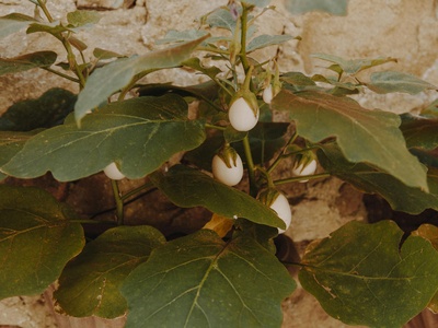 Hispaniolan Soapberry