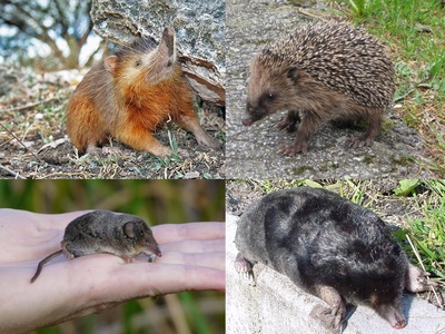 Hispaniolan solenodon