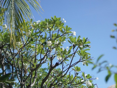 Hispaniolan Spindletree