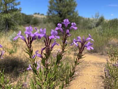 Hispaniolan Wild Petunia
