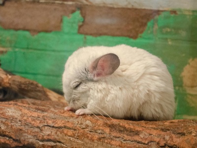 Hispid cotton rat