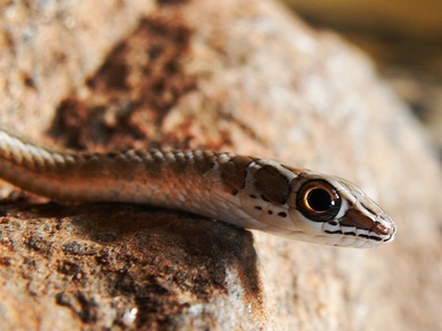 Hissing Sand Snake