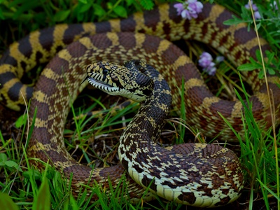 Hissing Sand Snake