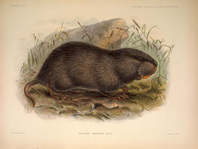 Hoary bamboo rat