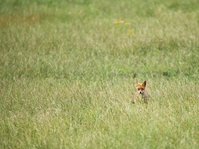 Hoary fox