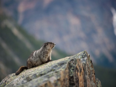 Hoary marmot