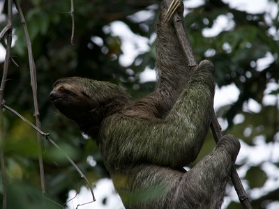 Hoffmann's two-toed sloth