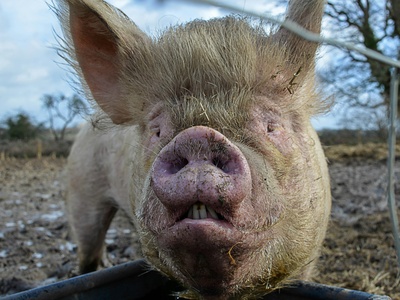 Hog