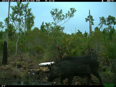 Hog