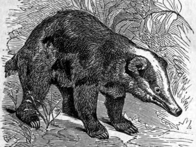 Hog badger