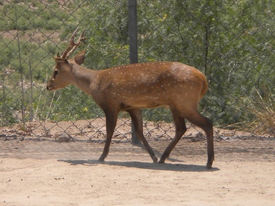 Hog deer