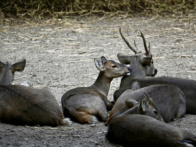 Hog deer